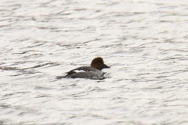 Vanliga Goldeneye Hona Bucephala Clangula — Stockfoto