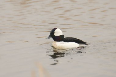 Bufflehead (erkek) (bucephala albeola)