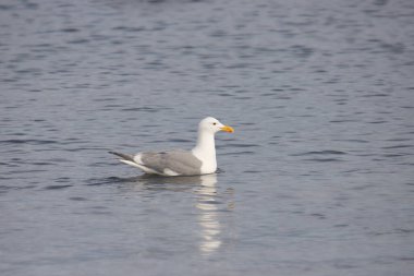 Batı Martı (larus oksidentalis))