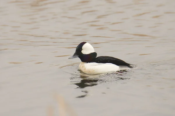 Buffelkop Mannetje Bucephala Albeola — Stockfoto