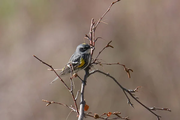 Соловьи Yellow Rumped Myrtle Setophaga Coronata — стоковое фото