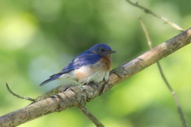 Doğu Bluebird (erkek) (sialia sialis)