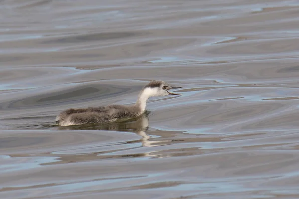 Grebe Occidental Juvenil Aechmophorus Occidentalis —  Fotos de Stock