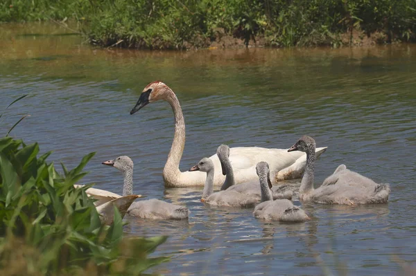 Trompetzwanen Volwassen Cygnets Cygnusbuccinator — Stockfoto