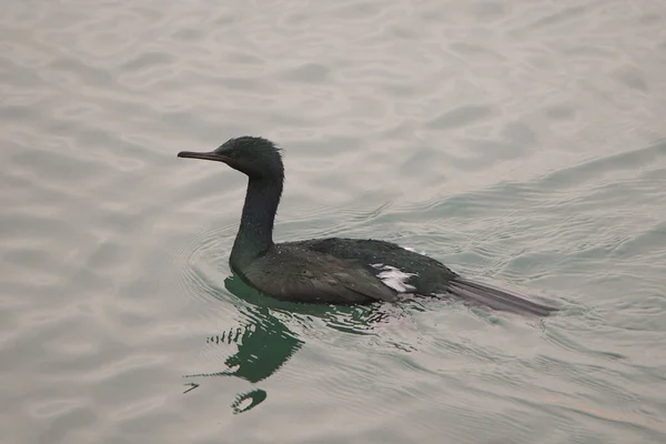 Pelagický Kormorán Falakrocorax Pelagicus — Stock fotografie