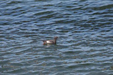 Güvercin Guillemot (cepphus columba)