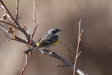 Sarı popolu Warbler (mersin ağacı) (setophaga coronata))