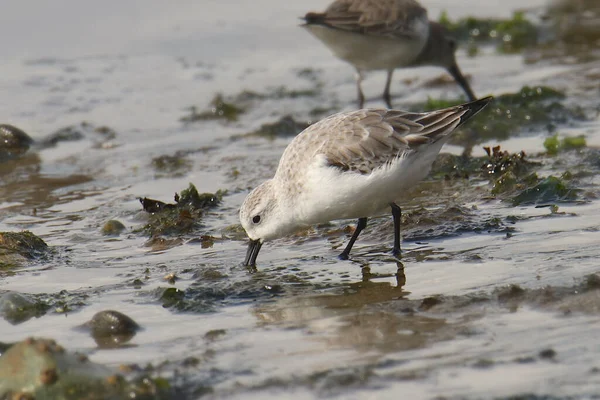 Sanderling Coloration Hivernale Calidris Alba — Photo