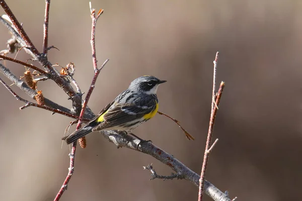 Warbler Amarelo Rumped Myrtle Setophaga Coronata — Fotografia de Stock