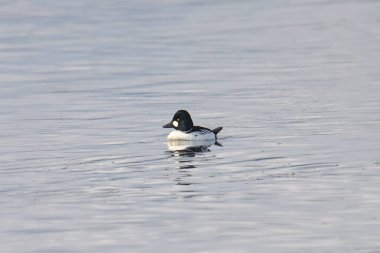 Genel Goldeneye (erkek) (bucephala clurla)