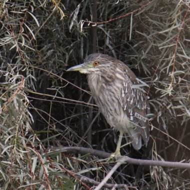 Siyah taçlı Gece Balıkçıl (olgunlaşmamış) (nycticoorax nycticorax)