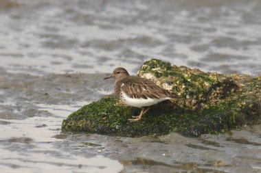 Siyah Turnstone (Arenaria melanocephala)