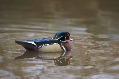 Wood Duck (erkek) (aix sponsa))