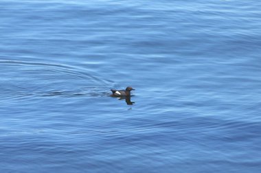 Güvercin Guillemot (cepphus columba)