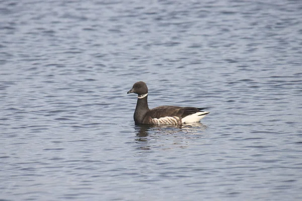 Gans Branta Bernicla — Stockfoto