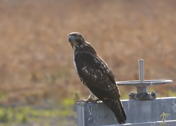 Red-tailed Hawk perched on an irrigation control (buteo jamaicensis)