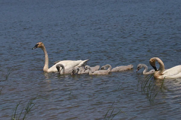 Trumpetarsvanfamiljen Cygnus Buccinator — Stockfoto