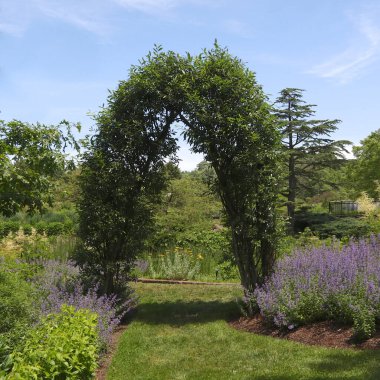 Holden Botanik Bahçesindeki Archway Çalılığı, Kirtland, Ohio