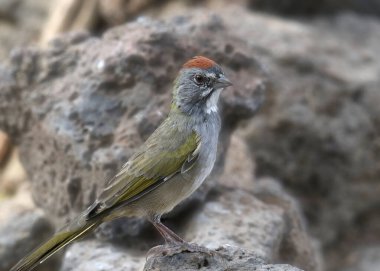 Yeşil kuyruklu Towhee (pipilo chlorurus)