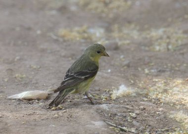 Küçük ispinoz (dişi) (spinus psaltria))