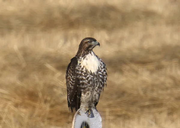 Faucon Queue Rousse Buteo Jamaicensis — Photo