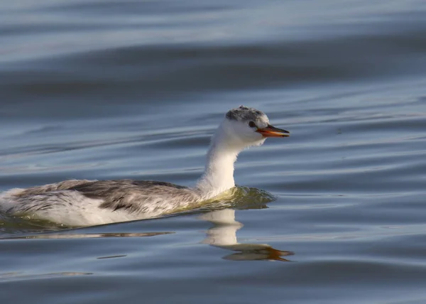 Clark Grebe Fiatalkorú Aechmophorus Clarkii — Stock Fotó