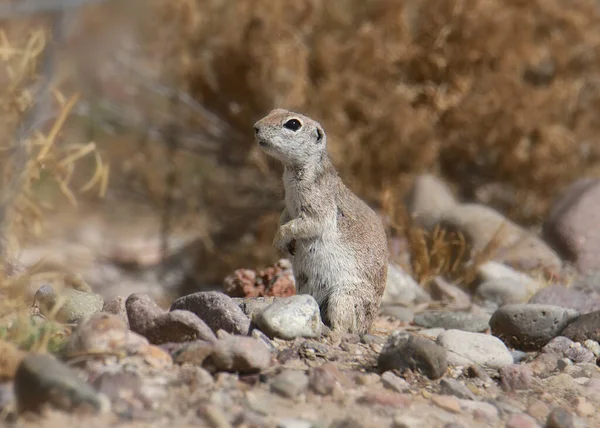 Kerek Farkú Mókus Zerospermophilus Tereticaudus — Stock Fotó