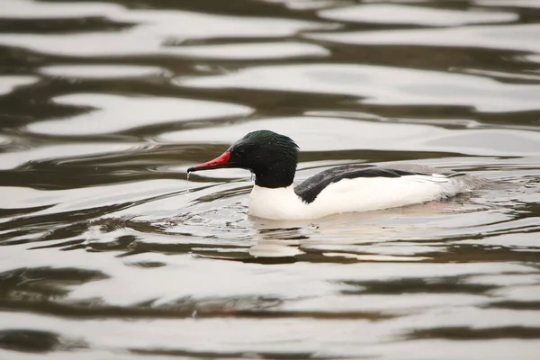 Merganser Comum Macho Mergus Merganser — Fotografia de Stock