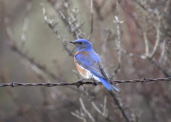 Bluebird Occidental Macho Sialia Mexicana — Foto de Stock