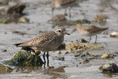 Siyah Göbekli Plover (Kış tüyleri) (Pluvialis squatarola))