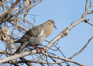 Beyaz kanatlı güvercin (zenaida asiatica) akciğerleri seslendirmek için şişmiş
