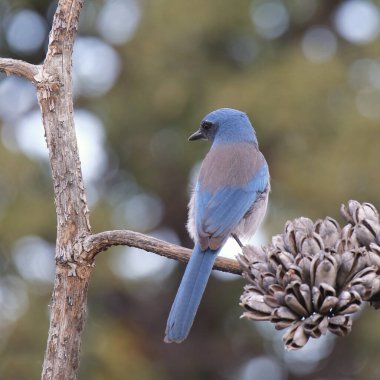 Woodhouse 's Scrub Jay (aphelocoma woodhouse ii)