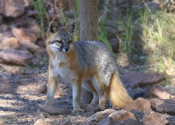 Gray Fox Urocyon Cinereoargenteus — Stock Photo, Image