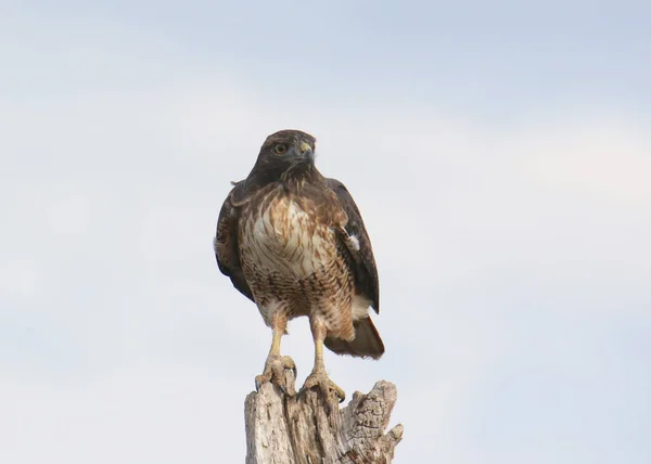 Buteo Jamaicensis — 스톡 사진