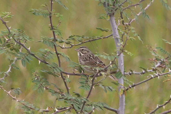 Singsperling Melospiza Melodia — Stockfoto