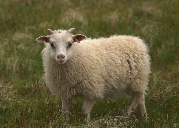 Ovinos Islandeses Ovis Aries — Fotografia de Stock