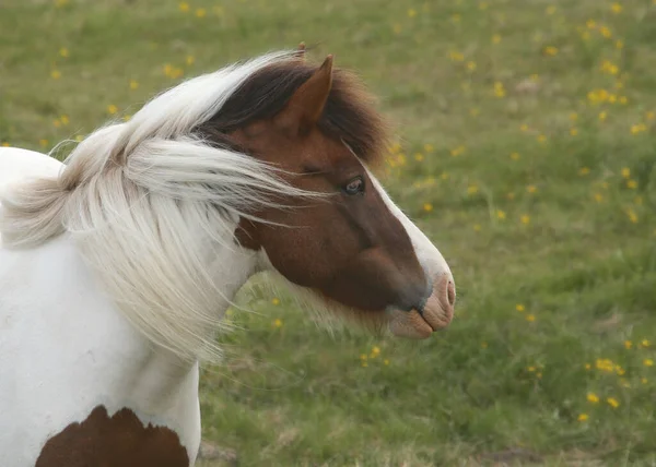 Cavalo Islandês Apenas Cabeça Equus Ferus Caballus — Fotografia de Stock