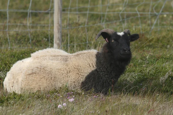 Icelandic Goat Settlement Goat — Stock Photo, Image