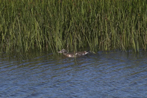 Zwarte Meeuw Jongen Chroicocephalus Ridibundus — Stockfoto