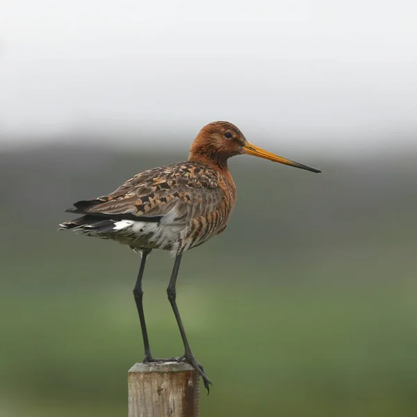 Godwit Cola Negra Limosa Encaramado Poste Valla — Foto de Stock