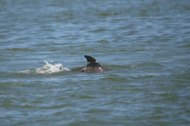 Yunus balığının yüzgecine dolanmış balık oltası (delphinus delphis))