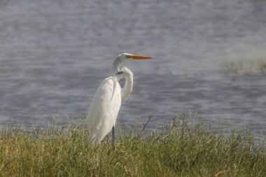 Büyük Egret (ardea alba)