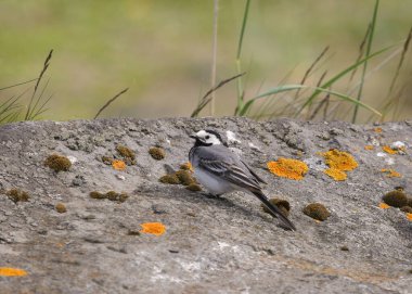 Beyaz kuyruk (Motacilla alba)