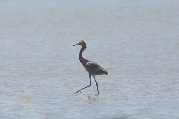 Egret Avermelhado Egretta Rufescens — Fotografia de Stock