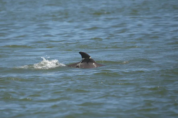 Delfino Comune Con Lenza Avvolta Intorno Pinna Delfino Delfino — Foto Stock