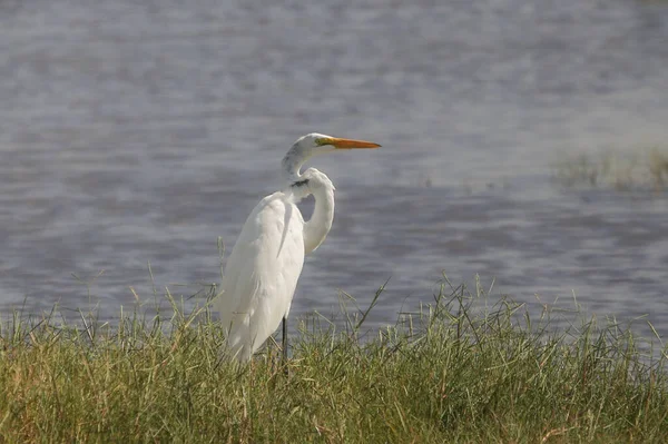 Gran Garza Ardea Alba — Foto de Stock