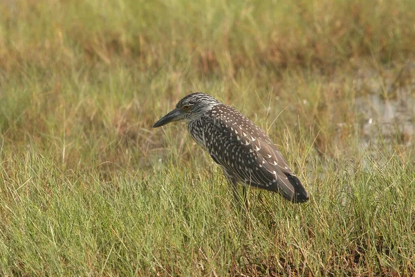 Yellow Crowned Night Heron Juvenile Nyctanassa Violacea — Stock Photo, Image