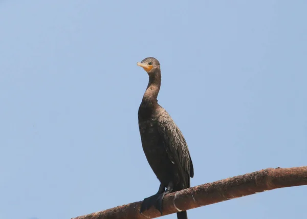 Cormorano Neotropo Cormorano Olivaceo — Foto Stock