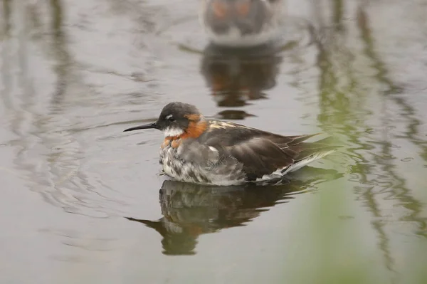 Falarope Červeným Hrdlem Phalaropus Lobatus — Stock fotografie