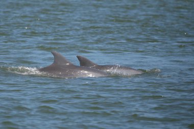 Genel Yunuslar (delphinus delphis))
